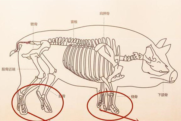 猪蹄挑选