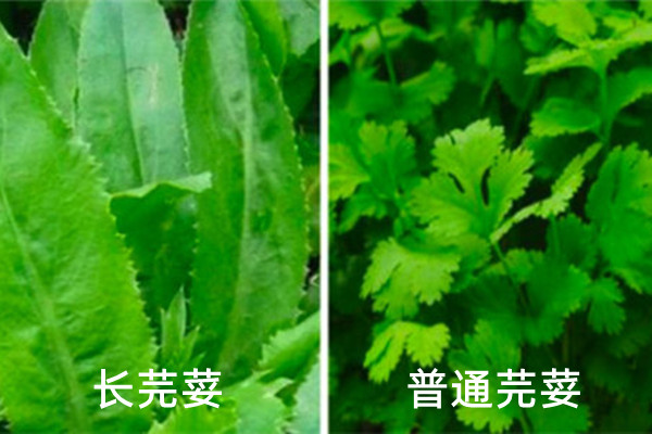 东南亚香料芫荽